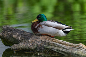 Mallard Duck (Anas platyrhynchos) resting on a log
