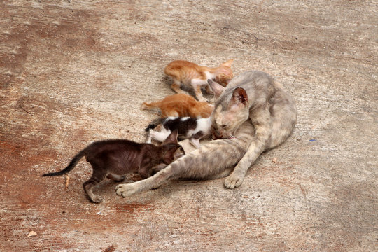 The mother cat is feeding all 4 kittens on the concrete floor. - Powered by Adobe