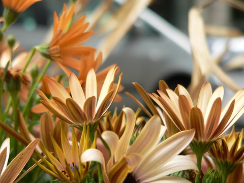 Blumen / Flowers / Цветы
