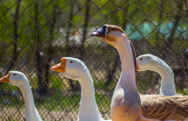 beautiful poultry on the farm