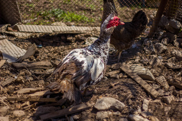 beautiful poultry on the farm