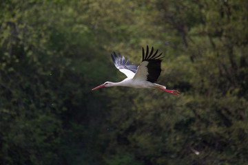 White Stork flying and standing in a field, Fuerth, Germany