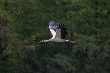White Stork flying and standing in a field, Fuerth, Germany