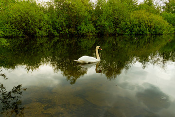 lonely swan on the swan lake