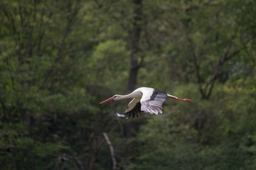 White Stork flying and standing in a field, Fuerth, Germany