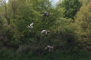 White Stork flying and standing in a field, Fuerth, Germany