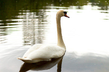 lonely swan on the swan lake