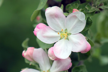 Fototapeta na wymiar flowers of a tree