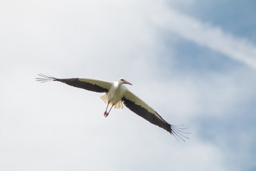 White Stork flying and standing in a field, Fuerth, Germany