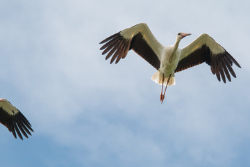Obraz premium White Stork flying and standing in a field, Fuerth, Germany