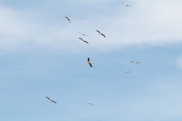 White Stork flying and standing in a field, Fuerth, Germany