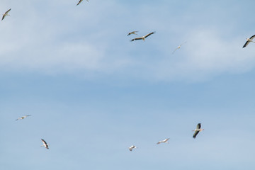 Obraz premium White Stork flying and standing in a field, Fuerth, Germany