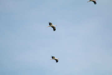 White Stork flying and standing in a field, Fuerth, Germany
