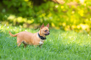 Chihuahua dog on the grass