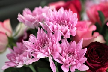 pink flowers in garden