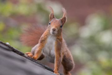 Eurasian red squirrel playing on the roof an in the tree, Fuerth, Germany