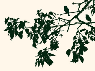The birds silhouettes on the linden branches