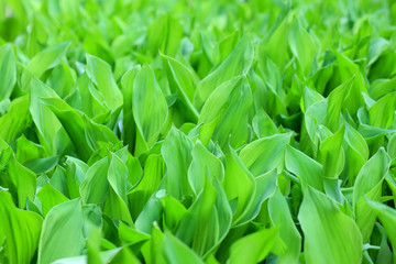 the leaves of Lily of the valley