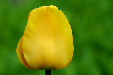 Naklejka premium yellow tulip on green background