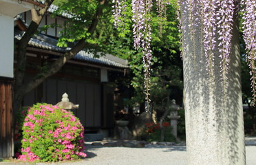 滋賀県甲良町にある八幡神社の境内の藤の花と社務所が見える風景