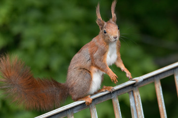 Eurasian red squirrel playing on the roof an in the tree, Fuerth, Germany