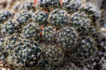 Close-up of colony little cactuses exotic plant with sharp spines