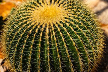 Close-up of big ball cactus plant with sharp spines