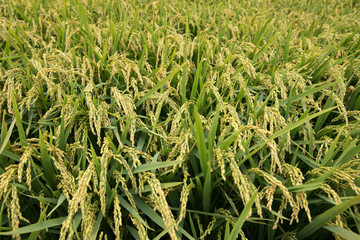 Rice grain growing in autumn field