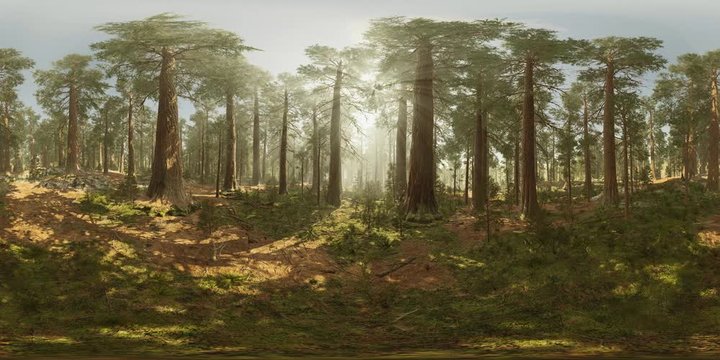 Peaceful Forest