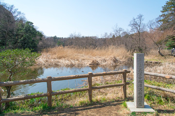 Fototapeta na wymiar 石神井公園の三宝寺池沼沢植物群落（東京都練馬区）
