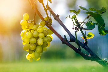 Close-up of vine branch with green leaves and isolated golden yellow ripe grape cluster lit by...