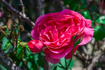 Pink blooming tea rose
