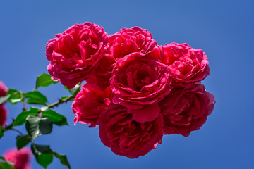 Pink blooming tea rose