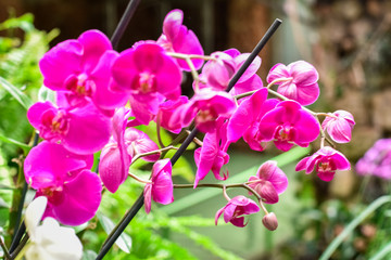 Colorful Dendrobium orchids