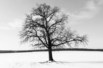 Black and white photo of lone tree on white background in retro style