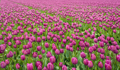 Full screen image with purple colored tulips in seemingly endless flower beds at a specialized Dutch bulb nursery. It is springtime now.