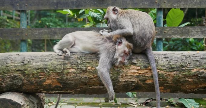 monkey forest in Ubub, Bali