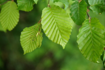 Hainbuche (Carpinus Betulus) Blätter - Birke - keine Buche