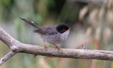 Beautiful Sylvia melanocephala warbler perched on a branch with green background