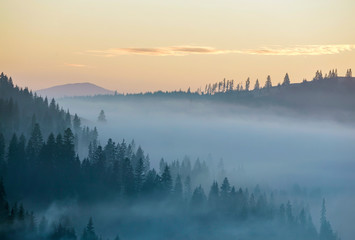 Obraz na płótnie Canvas Summer mountain landscape. Morning fog over blue mountain hills covered with dense misty spruce forest on bright pink sky at sunrise copy space background.