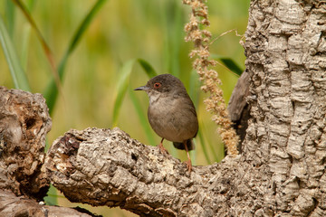 Beautiful Sylvia melanocephala warbler perched on a branch with green background
