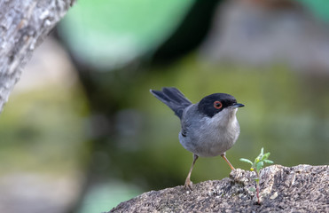 Beautiful Sylvia melanocephala warbler perched on a branch with green background