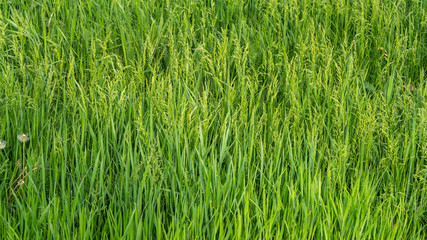 green grass growing in the field