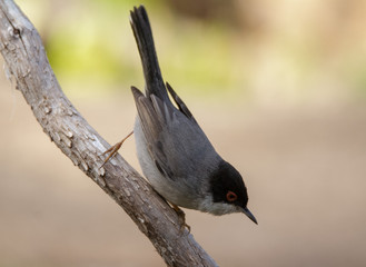 Beautiful Sylvia melanocephala warbler perched on a branch with green background