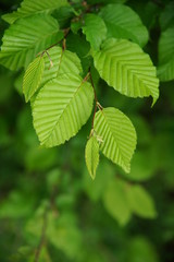 Fototapeta na wymiar Hainbuche (Carpinus Betulus) Blätter - Birke - keine Buche