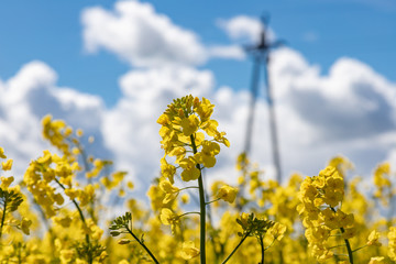 Yellow field of rape, cole.