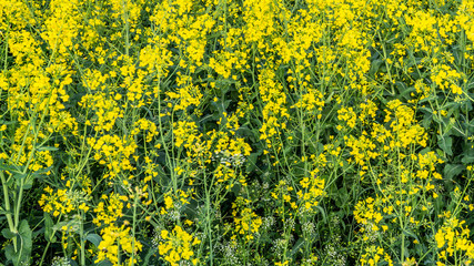 Obraz premium rapeseed flowers bloom on the field