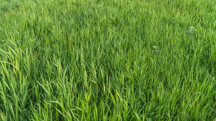 green grass growing in the field
