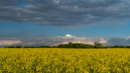 Obraz premium rapeseed flowers bloom on the field