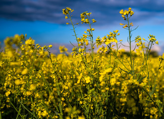 rapeseed flowers bloom on the field